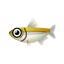 Stint