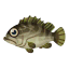 Zackenbarsch