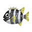 Zebrabuntbarsch