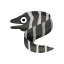 Zebramuräne