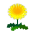 Gelb-Löwenzahn