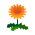 Orange-Löwenzahn