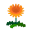 Orange-Löwenzahn