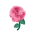 Pinkrose