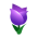 Purpurtulpe
