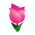 Grengjer-Tulpe