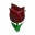 Römertulpe