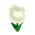 Triumphtulpe