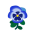 Duftveilchen