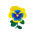 Gelbblauveilchen