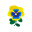 Gelbblauveilchen
