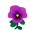 Hainveilchen