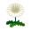 Weiß-Löwenzahn