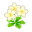Weiß-Butterblumen