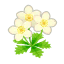 Weiß-Butterblumen