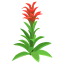 Rot-Guzmania