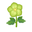 Grün-Festtagsrosen