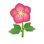 Rot-Festtagsrosen