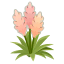 Rosa-Pampasgras
