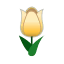 Gelb-Lenztulpe