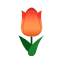 Rot-Lenztulpe