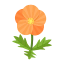 Orange-Mohnblumen