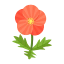 Rot-Mohnblumen