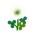 Weißblütenklee