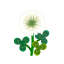 Weißblütenklee