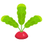 Rot-Radieschen