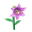 Violett-Glaslilie