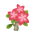 Pink-Frangipani