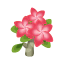 Pink-Frangipani