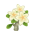 Weiß-Frangipani