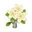 Weiß-Frangipani