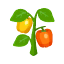 Paprika
