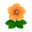 Orange-Hibiskus