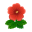 Rot-Hibiskus
