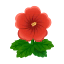 Rot-Hibiskus