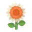 Weiß-Sonnenblume