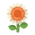 Weiß-Sonnenblume