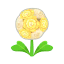 Gelb-Liebesblume
