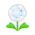 Weiß-Liebesblume