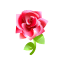 Rot-Gotikrose