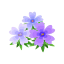 Violett-Moosblüten