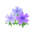 Violett-Moosblüten