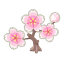 Weiß-Kirschblüten