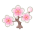 Weiß-Kirschblüten