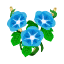 Blau-Prunkwinde