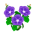 Lila-Prunkwinde